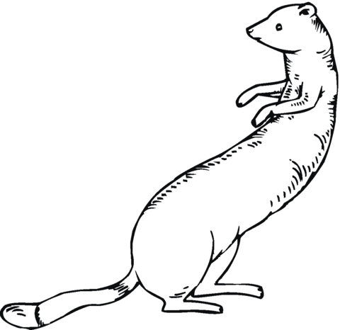 Ferret 13 Coloring Page